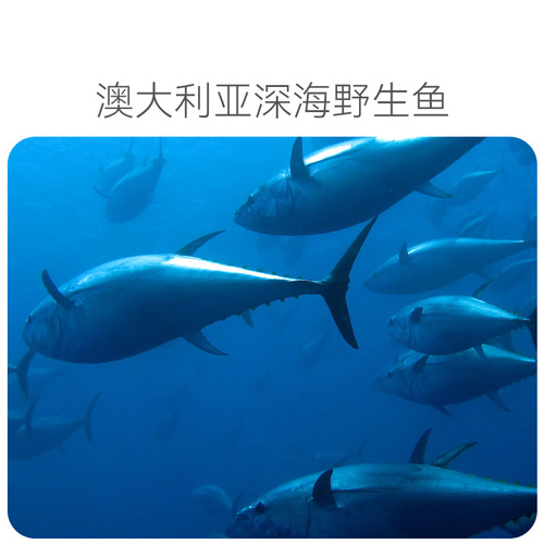 Deep Sea Pet Fish Oil Soft Capsule Cod Liver Oil for Puppies and Cats Specially Used for Dogs to Beauty Hair Health Products