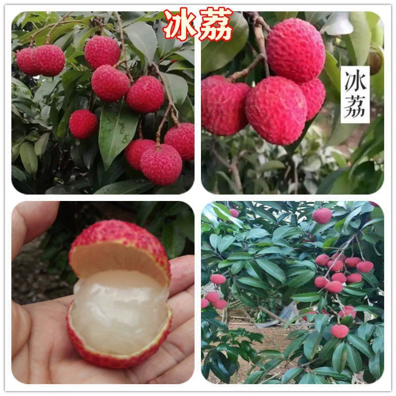 Фейзисяо личи рассада Гуанси А4 личи без косточек Мяо личи