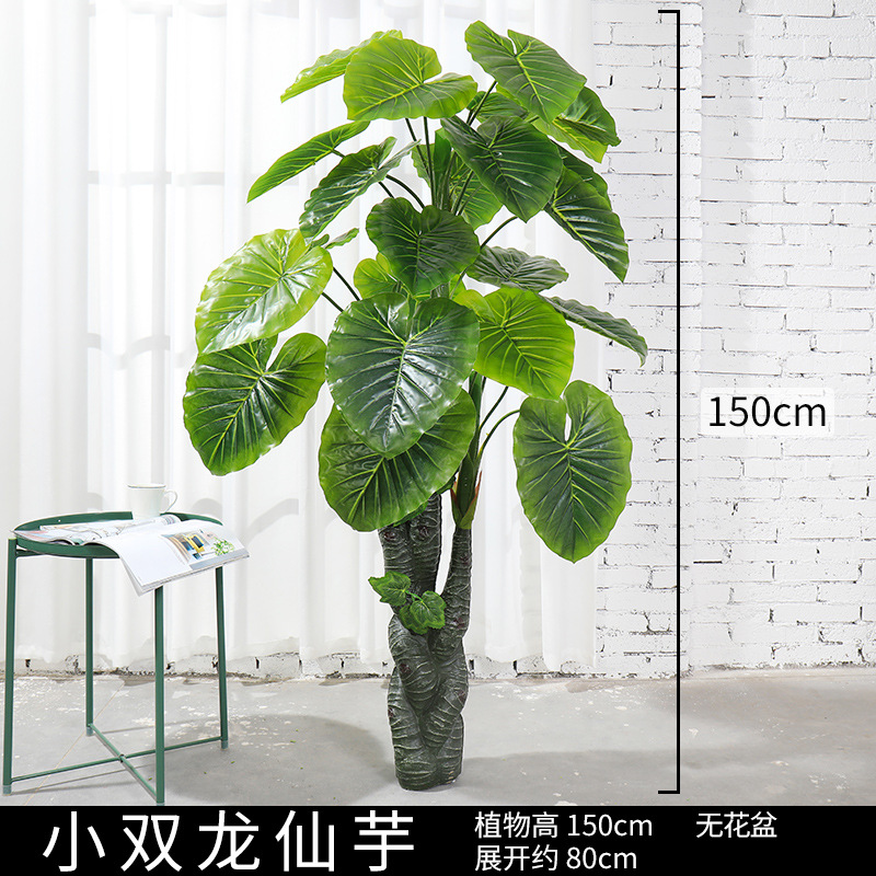 Árbol de Taro de dragón doble pequeño
