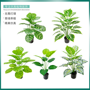 �羳���汱�W�Ꭷֲ�����Լ٘��쾰�Ҿ����_�m�bپGֲ���S���l