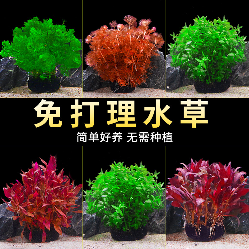 免打理水草鱼缸专用水培植物和鱼共养坨草底部水草套餐淡水前景草