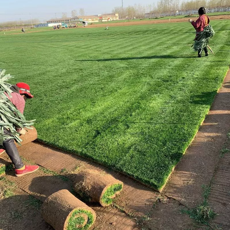 批发绿化草皮真草工程草坪带泥土免剪台湾草马尼拉果岭草庭院包邮