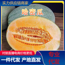 【活动款】正宗哈密瓜脆甜当季新鲜水果甜对接电商直播产地直发