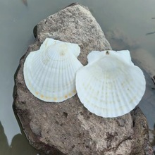 ؐ12cmP۽zҾbDIYͯL ɫؐ羳l