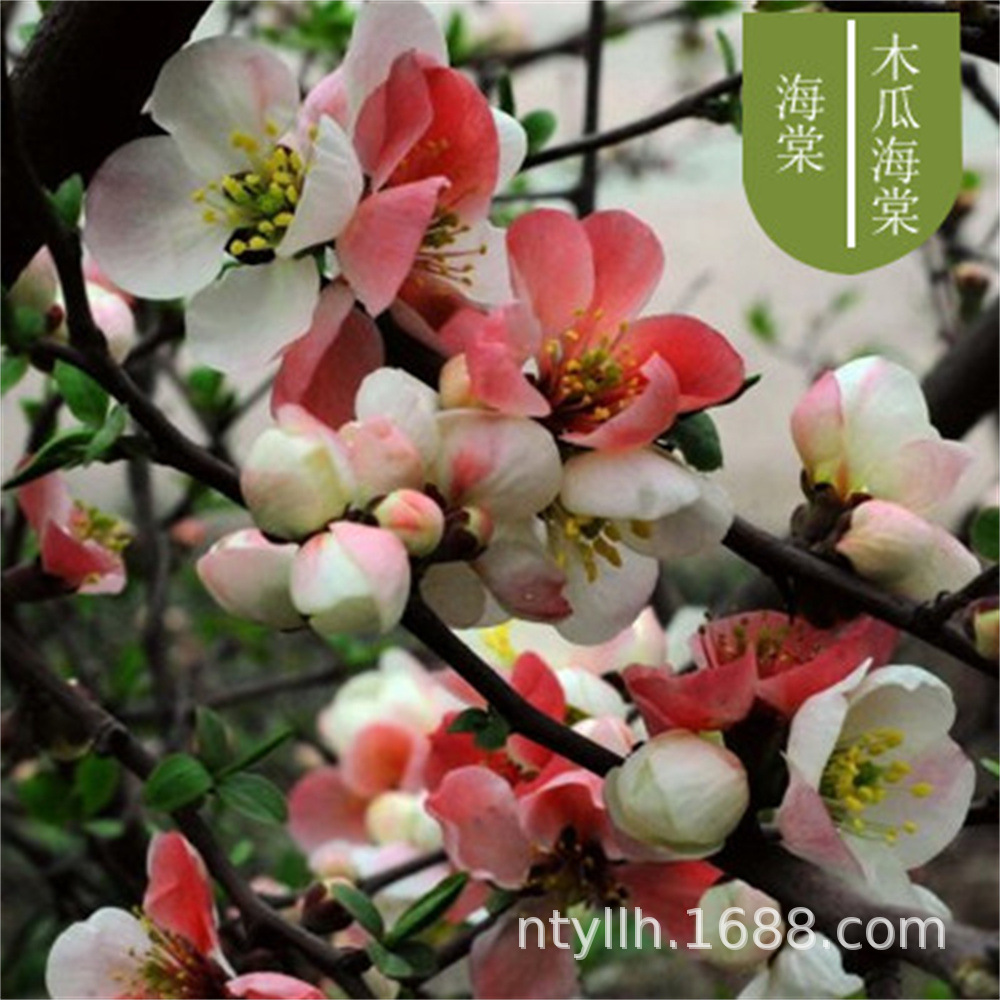 O1CN01OXcv8z1bAEpV2xrEd_!!2201