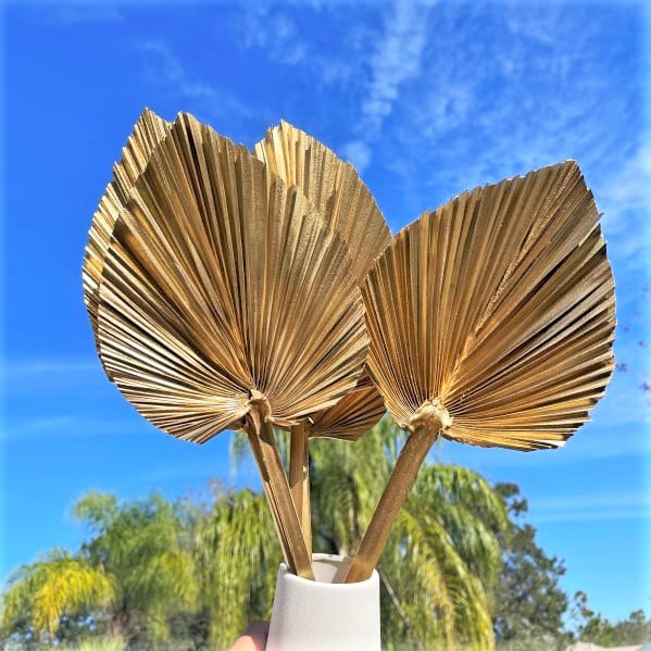 Colorful fan natural Palm Palm Pu Fan Dry Flower Flower Flower…
