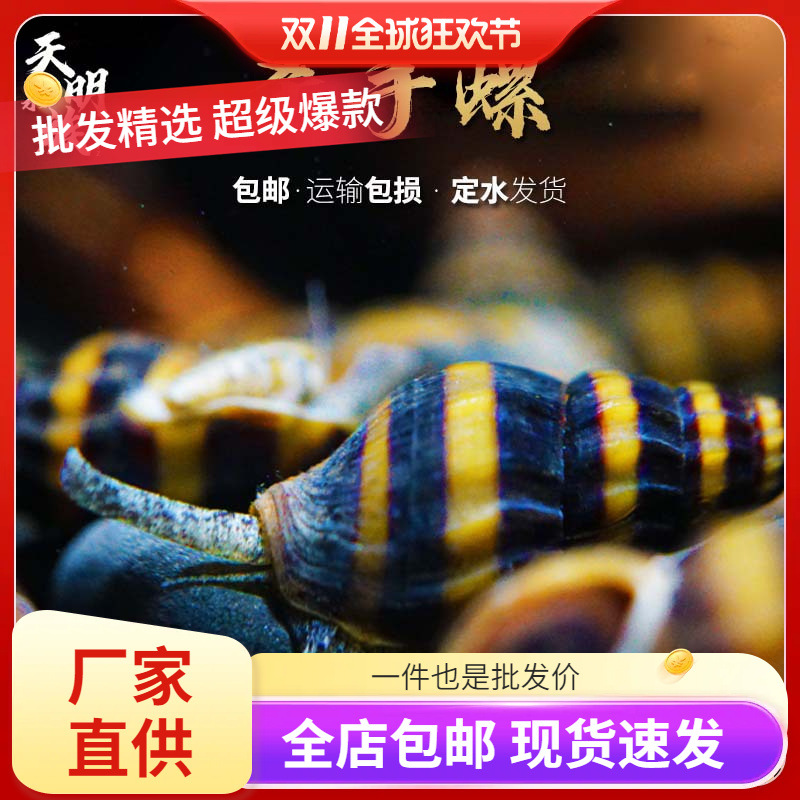 蜜蜂宝塔螺大黃蜂螺进口杀手螺除杂螺除蜗牛工具螺苹果观赏黑金刚
