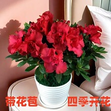 杜鹃花四季开花多色盆栽绿植花卉带花苞室内耐寒植物其他