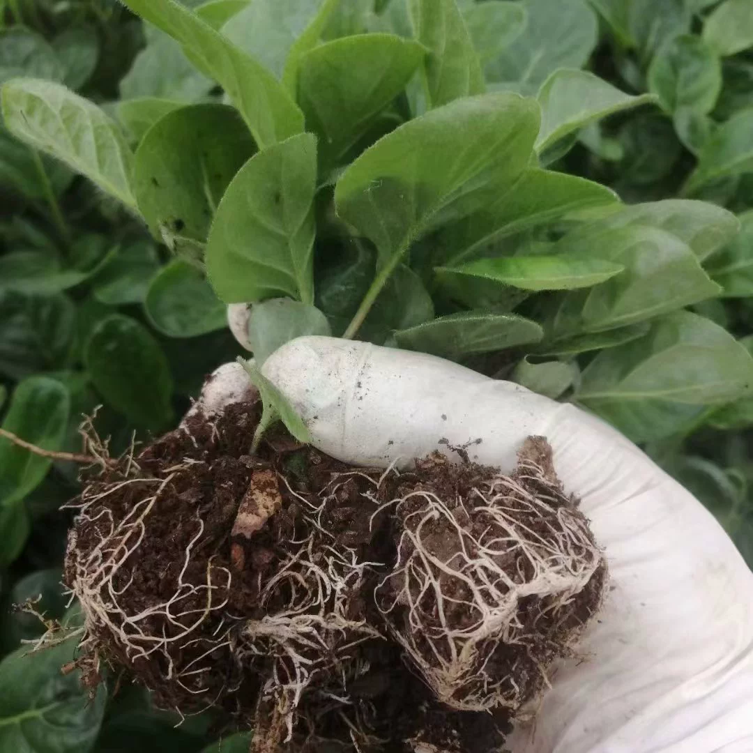 Юньнаньские африканские саженцы хризантемы, горшечные растения, легко живут в любое время года, маленькие саженцы, зеленые растения в горшках, двор, балкон, цветы оптом