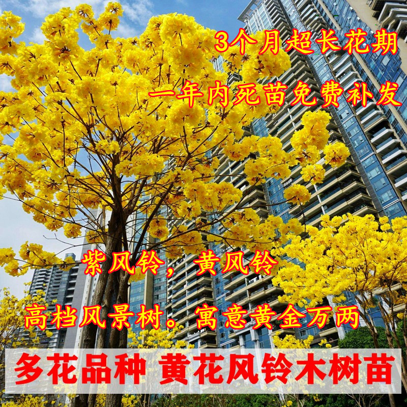 黄花风铃木树苗 黄金风铃木苗 巴西风铃木庭院别墅校园种植行道树
