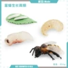 PL127-2443 Bee Cycle 2 53g