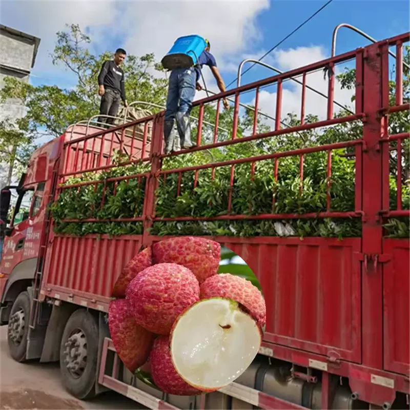 荔枝果苗 嫁接妃子笑荔枝苗批发 果树苗 基地+市场直销