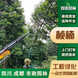 金丝楠木树苗四川庭院绿化大苗小叶桢楠行道景观树小苗种植楠木树
