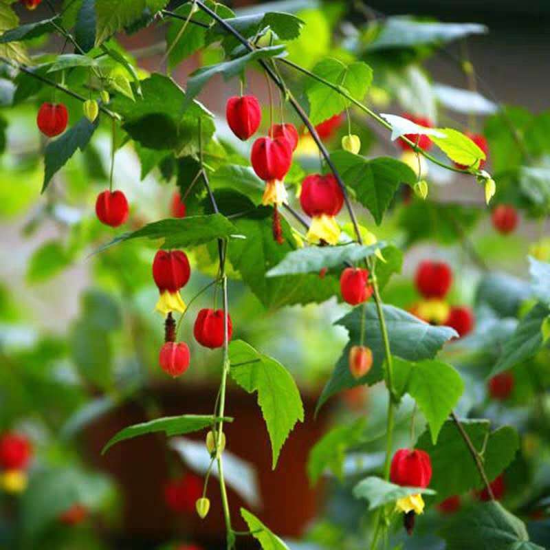 藤本爬藤植物盆栽灯笼花苗蔓性风铃花四季开花带花发货阳台花卉