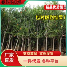 һlĴtەoRͻ˹ܛܛӰʯ