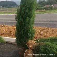 蜀快侧柏树 洒金柏 翠柏 塔柏1-2米高度规格高速公路用蜀桧墓地用