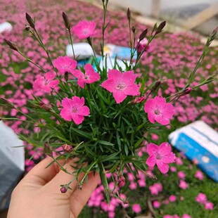 �Wʯ������ �_���Wʯ���ƺ�G�� ��ؐʯ��ر�ʯ�񻨻ܻ������l