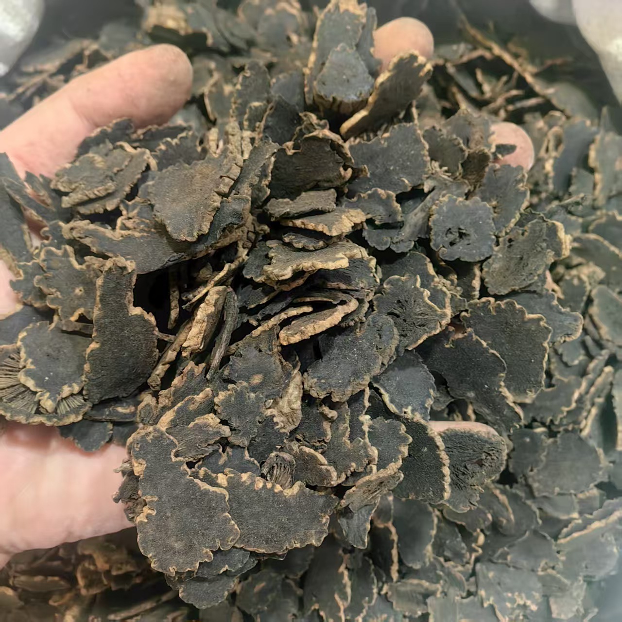 Xuan Shen Figwort Root Powder 500g Traditional Chinese Herb Scrophularia ningpoensis key features