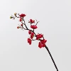 Zhongzhi Mei Rose Red