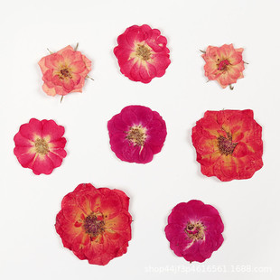 Rose Dried Flower Embossed Flower Nail Art and Beauty Materials Natural Real Flower Plant Specimen Glue Handmade Materials