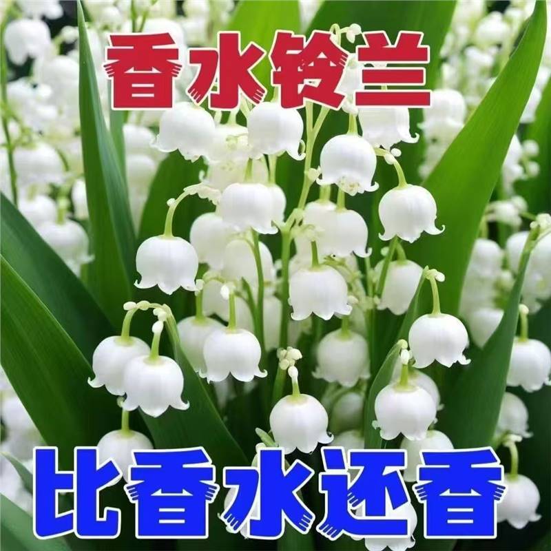 Plantas de orquídea con brotes de flores perennes de fragancia fuerte resistentes al frío en maceta en cuatro estaciones
