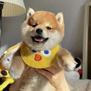 ���N�ձ���Ȯ����ȮС��Ѫ�y�����ɫ��ɫ���ﹷ�񶹹���