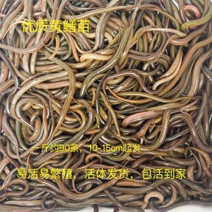 �S�XҰ��С�S�X��С�S�X�r��������Ұ���L�~���X�~�����l�S�����l