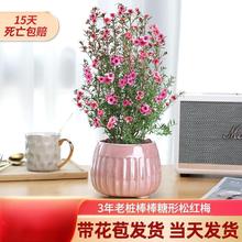 �ɼt÷���Ԏ�������ɫ÷�����M��ѩ��÷���������҃��Ϙ������L