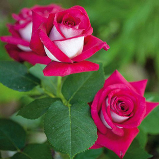 Monica Bellucci Large Flower Fragrant Cut Flower Rose Flower Seedlings Balcony Indoor Potted Four-Season Flower Rose Seedlings