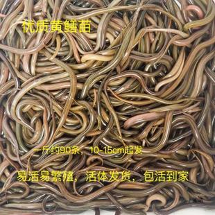 �S�XС�S�X��С�S�X�r��������Ұ���L�~���X�~�����l�S�����l