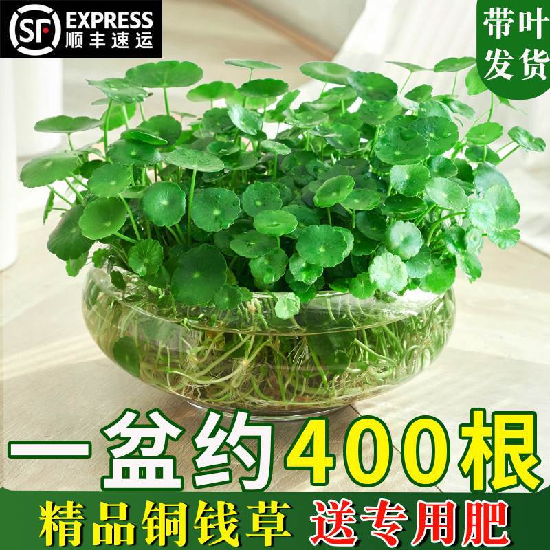 Hydroponic Pennywort Plant for Indoor Use, Easy to Care for All Seasons, with Leaves