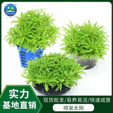 (缺货勿拍)批发水族鱼缸造景生态养殖景观居家活体水草喷泉太阳