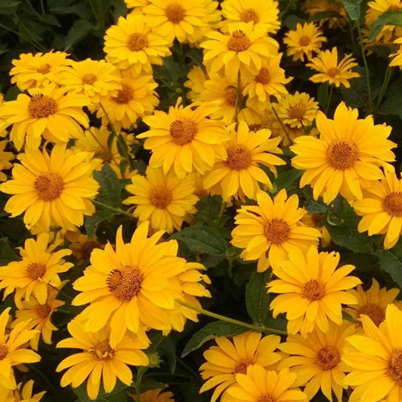 Крылатый пион, легко выращиваемый в любое время года, проект «Море цветов во дворе», морозостойкие и термостойкие семена цветов хризантемы.