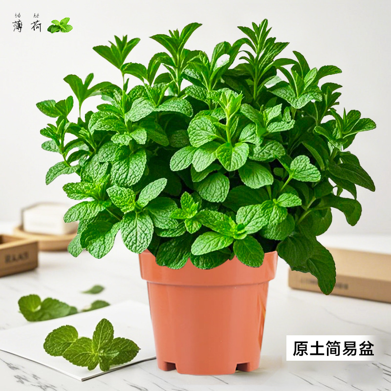 Um pote grande especial de hortelã de grau A * 1 pote de planta em vaso original é bom [você vai se cansar dele em um pote]