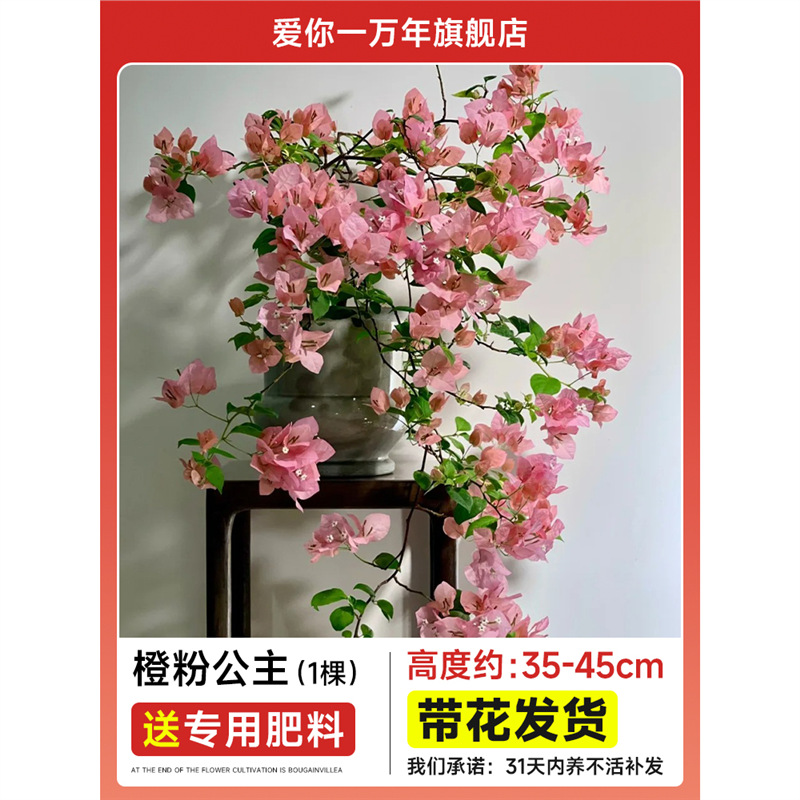 부겐빌레아 : 오렌지 핑크 공주 모종 [꽃과 함께 배송] + 비료