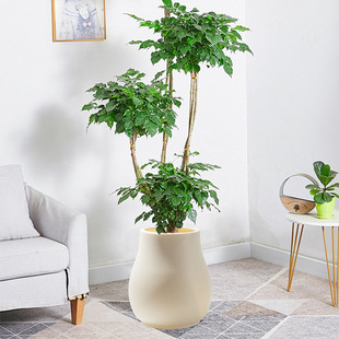 Factory wholesale imitation cement large diameter plastic flowerpot large artificial tree fake flower decorative pot floor basin can store water