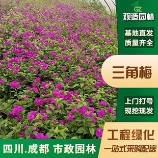 Bougainvillea Seedlings Sichuan Landscaping Courtyard House Garden Potted Climbing Vines Old Pile Lollipop Plants and Florals