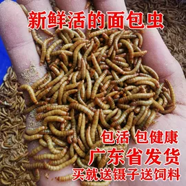 猫猫零食;狗狗罐头零食;鸟食