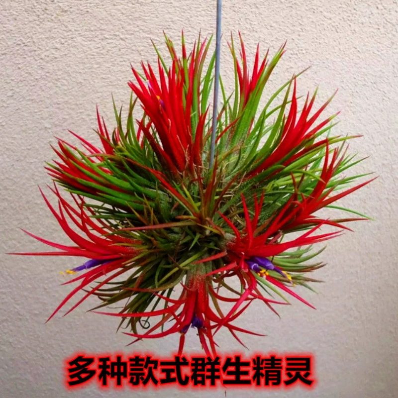 Воздушный ананас, многоголовый групповой дух, ленивая беспочвенная растительность, комнатное зеленое растение, поглощающее формальдегид, выбор горшечных растений