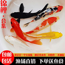 批发海水观赏鱼 批发海水观赏鱼品牌 图片 价格 批发海水观赏鱼批发 阿里巴巴