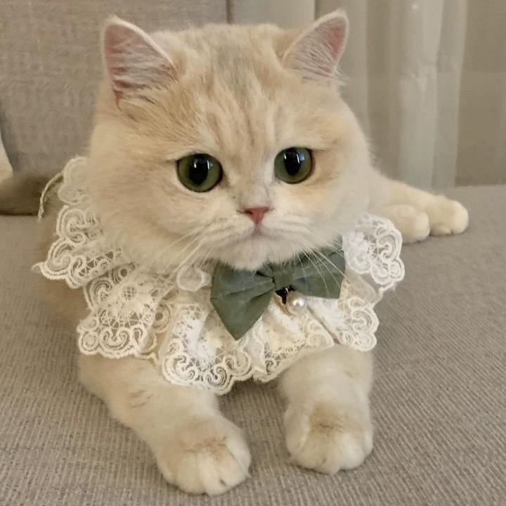 Кошка Нагрудник Галстук-бабочка Pet Воротник Bib Sip Полотенце Вязаный Нагрудник Воротник Украшение Нагрудник Милый Фото Собака