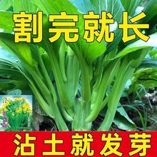 多子多福甜菜心种子一年四季耐高温长寿花盆栽春季蔬菜种子大全