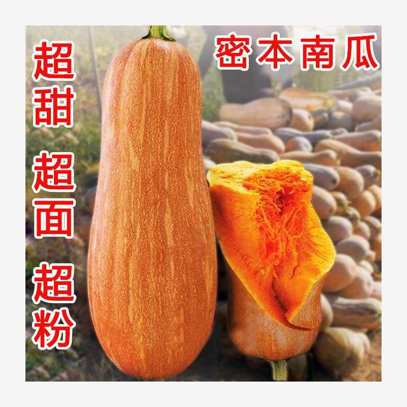 蜜本南瓜种子农田菜园种植黄皮蜜甜质粉长南瓜种子蔬菜种子叶子