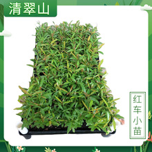 红车盆栽花卉绿植红鳞蒲桃塔形彩叶植物庭院常绿园林绿化工程苗木