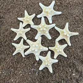 天然大海星贝壳海螺面包海星胖海星小海星标本手指海星拍摄道具