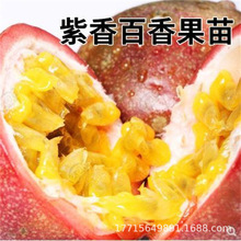 新品种红皮百香果苗果树苗四季不断结果黄金紫香台农带土爬藤庭院