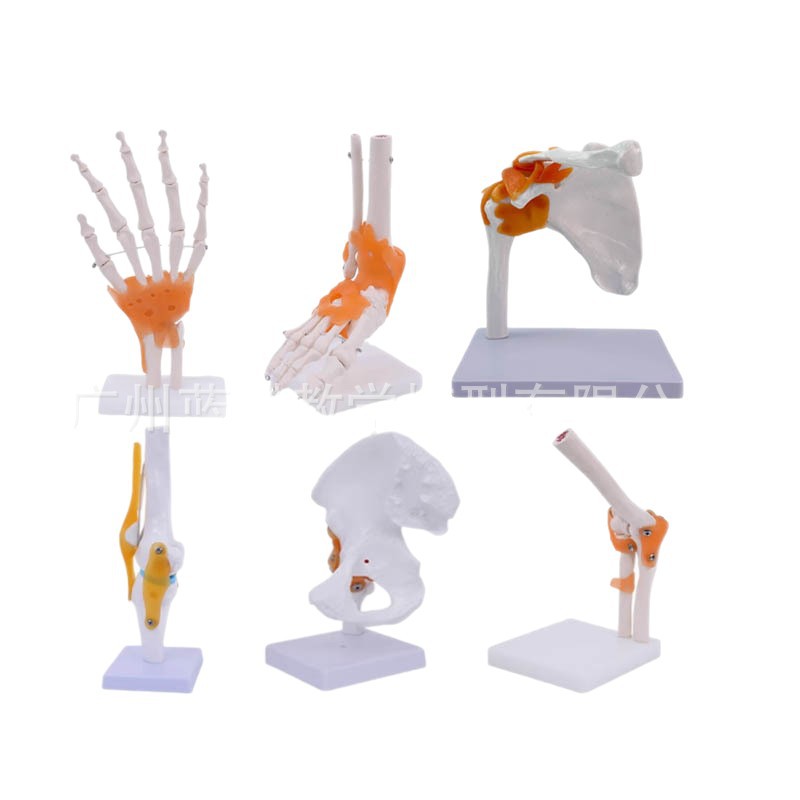 ��ѧ��������ؽڹ�����������׹Ǽ�ϥ�ؽ��ŹǿƸ��ʹ�ҽѧģ��