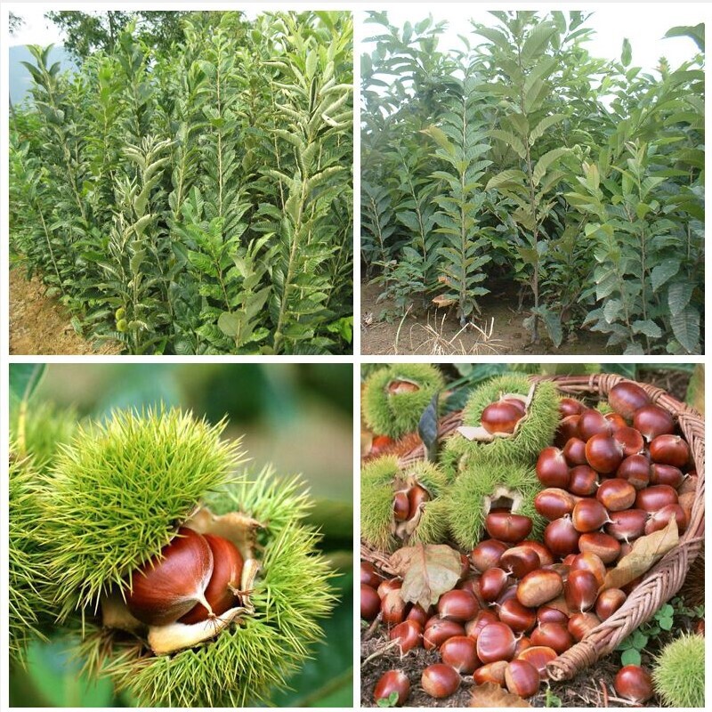 Grafted Chestnut Tree Seedlings, Chestnut Seedlings, Oil Chestnuts Planted in the North and South, Fruit Trees That Bear Fruit in the Same Year, Good Seedlings to Raise Grafted Chestnut Tree Seedlings, Chestnut Seedlings, Oil Chestnuts Planted in the North and South, Fruit Trees That Bear Fruit in the Same Year, Good Seedlings to Raise