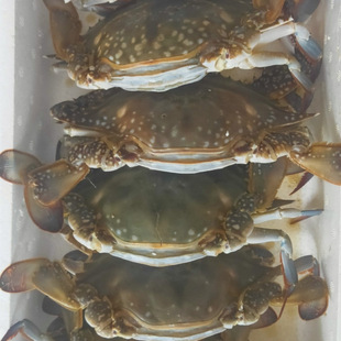 ��|������з����ÿ�� Ұ����������з�з�������� �з���հ��]