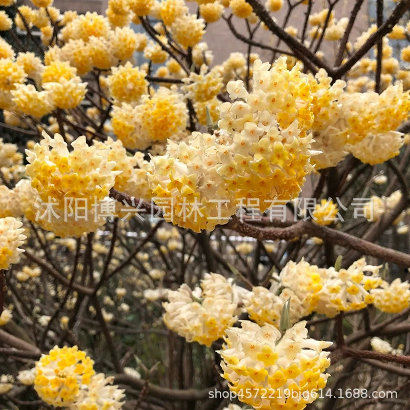 Цветок и зеленое растение в горшке, цветок мечты, ароматный цветок Huangrui, ароматный двор, балкон, горшечное растение, пакет цветения